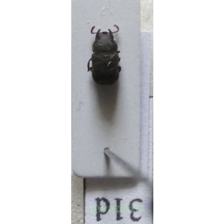 Tenebrionidae sp. Philippines31d